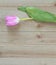 Solitary pink tulip on a wood background with copy space