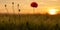 Solitary poppy flower Papaver rhoeas at sunset. Flowers, plants and landscape