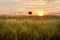 Solitary poppy flower Papaver rhoeas at sunset. Flowers, plants and landscape