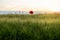 Solitary poppy flower Papaver rhoeas at sunset. Flowers, plants and landscape