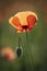 Solitary poppy in the meadow