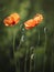 Solitary poppy in the meadow