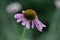 Solitary Purple Coneflower in a Green Garden