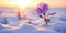 Solitary Purple Flower Braving the Snow at Sunset - A Testament to Resilience. Generative AI