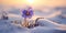 Solitary Purple Flower Braving the Snow at Sunset - A Testament to Resilience. Generative AI