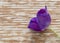 Solitary purple flower on wooden brown background