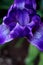 Solitary Purple Siberian Iris in Bloom