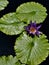 Solitary purple water lily.