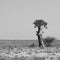 Solitary Quaker tree in dry hot namib desert