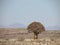 Solitary quaker tree in Namibian desert with mountains in backround and desert vegitation in kalahari