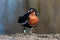 A solitary Red Breasted Goose preening itself