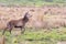 A solitary red deer seen in a Scottish meadow in a clearing amongst tall grasses.