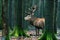 Solitary red deer stag standing between mossy tree trunks.