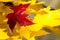 Solitary Red Leaf Embedded Among the Golden Maple Leaves of Autumn