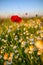 Solitary red poppy flower in the middle of a wheat grain field