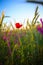 Solitary red poppy flower in a wheat grain field