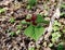 A solitary red trillium flower and green leaves emerging in a spring forest.