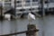 Solitary Ring Billed Gull standing on wood post