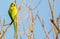 Solitary Ring necked Parakeet perched on a bare branch with clear blue sky background