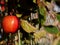 Solitary ripe red apple hangs from a tree