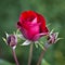 Solitary Rose With Two Buds