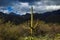 Solitary Saguaro Amid Wild Desert Brush on a Cold Cloudy Day