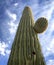 Solitary saguaro cactus