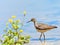 Solitary Sandpiper