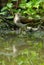 Solitary Sandpiper