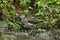 Solitary Sandpiper