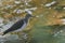 Solitary Sandpiper