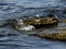 Solitary Sandpiper and Splashes on Coquina Rocks