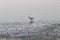 A Solitary Sandpiper Strolls Along the Beach