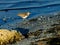 Solitary Sandpiper (Tringa solitaria)