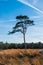 Solitary Scots Pine in autumn