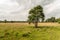 Solitary Scots Pine in a Dutch nature reserve