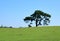 Solitary Scots Pine in a field in the Sevenoaks countryside