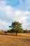 Solitary scots pine in the foreground of a large field with dried grass on the edge of a forest