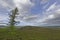 A Solitary Scots Pine its trunk bent with the prevailing winds on the heather covered slope of the White Caterthun.