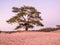 Solitary Scots pine tree, Pinus sylvestris, at twilight, Goois Nature Reserve, Netherlands