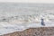 Solitary sea bird. Gull standing on the beach looking out across