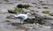 Solitary seagull on the beach