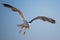 A solitary seagull flies against a brilliant blue sky.