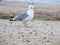 A solitary seagull gracefully perches on the sandy beach of Kiel, its wings outstretched against a backdrop of crashing waves and