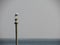 A Solitary Seagull on harbour navigation pole overlooking the seaside lagoon with coast in backround