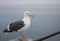 Solitary seagull sitting on pier railing with blue ocean as background