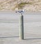 Solitary Seagull Standing on Post