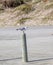 Solitary Seagull Standing on Post