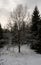 Solitary Sentinel: A Leafless Tree in the Snowy Silence of Pokainu Mezs, Dobele, Latvija