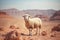 Solitary sheep embraces the solitude of the arid desert